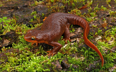 California Newt