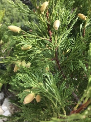 California incense-cedar