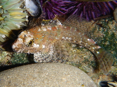 Woolly Sculpin