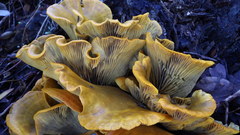 western jack-o'-lantern