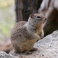 California Ground Squirrel