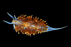 Opalescent Nudibranch