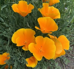 California poppy