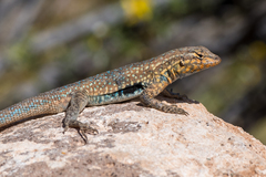 Common Side-blotched Lizard