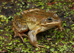 Columbia Spotted Frog