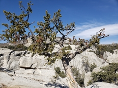 limber pine