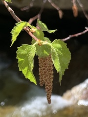 water birch
