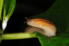 Dusky Slugs