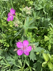 sticky geranium