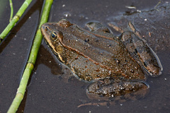 Columbia Spotted Frog