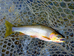 Westslope Cutthroat Trout