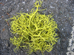 wolf lichen