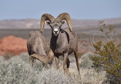 Bighorn Sheep
