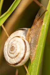 Eastern Heath Snail