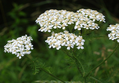 common yarrow