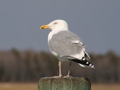 American Herring Gull