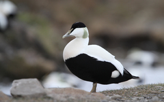 Common Eider