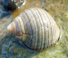 Common Periwinkle