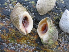 Atlantic Dogwhelk