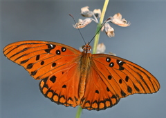 Gulf Fritillary