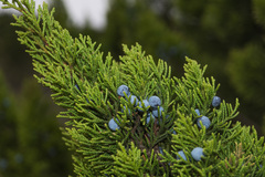 Ashe juniper