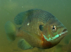 Bluegill