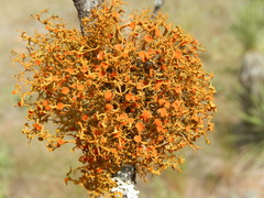 slender orange-bush