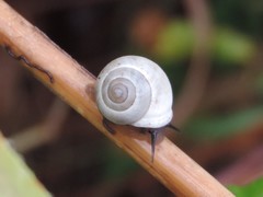 Globular Drop Snail