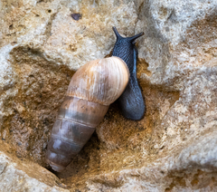 Decollate Snail