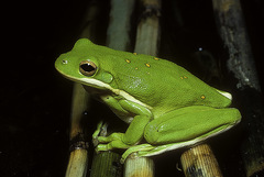 Green Treefrog