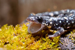Northern Slimy Salamander