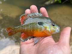 Gulf Longear Sunfish