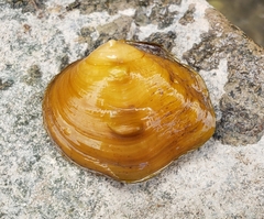 Three-horn Wartyback