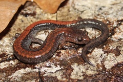 Eastern Red-backed Salamander