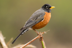 American Robin