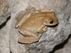 Cuban Tree Frog