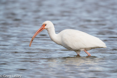 White Ibis