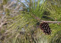 slash pine
