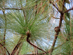 longleaf pine