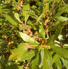 wax myrtle