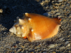 Fighting Conch