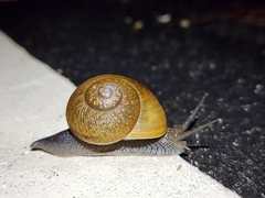Cuban Brown Snail