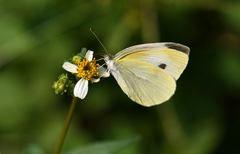 Small White