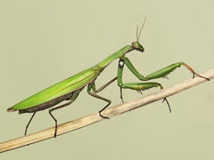 European Mantis