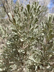 Big Sagebrush
