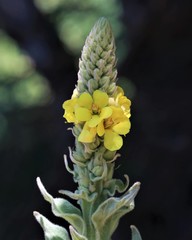great mullein