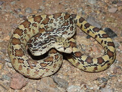 Gopher Snake