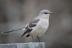 Northern Mockingbird