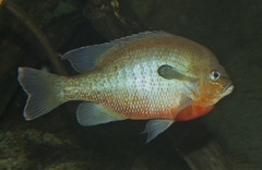 Redbreast Sunfish