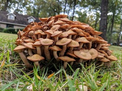 Ringless Honey Mushroom
